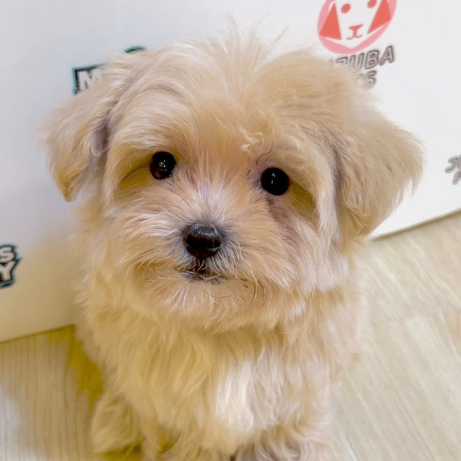 Tiny Maltipoo Puppy (Male) For Sale