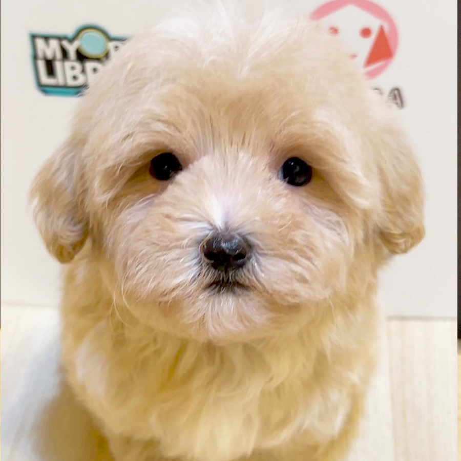 Tiny Maltipoo Puppy (Male) For Sale