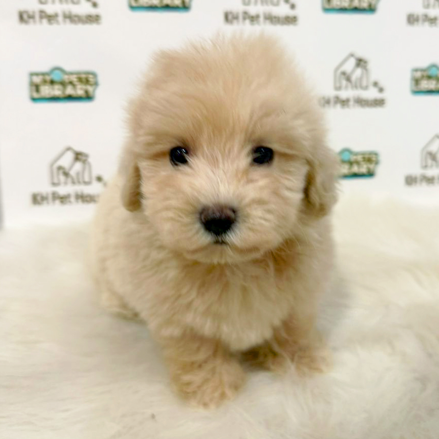 Maltipoo Puppy (Female) For Sale