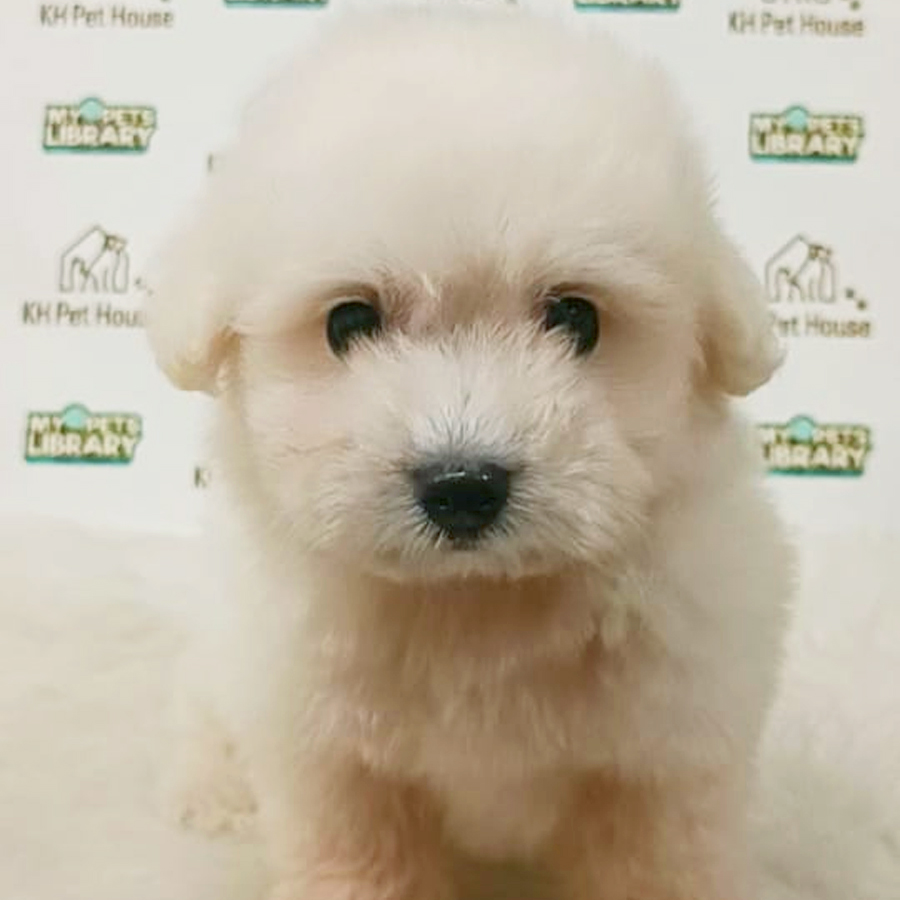 Maltipoo Puppy (Female) For Sale
