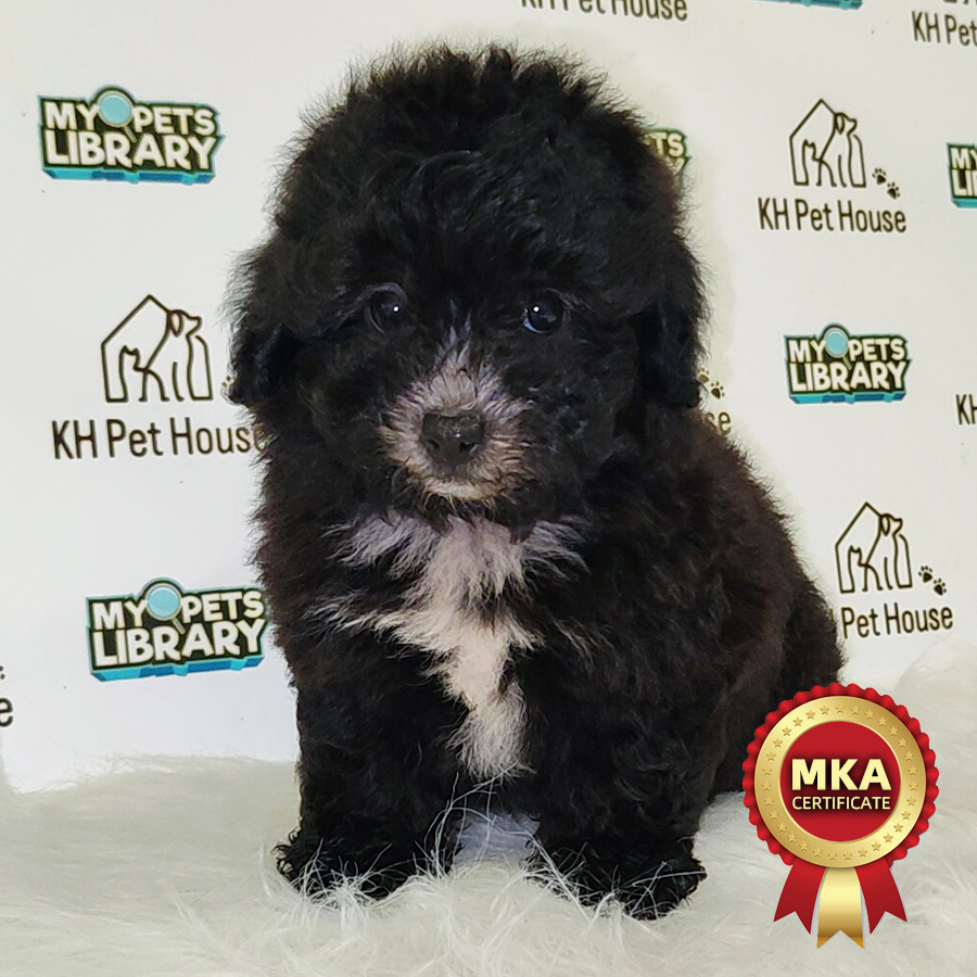 Toy Poodle Puppy (Male) For Sale