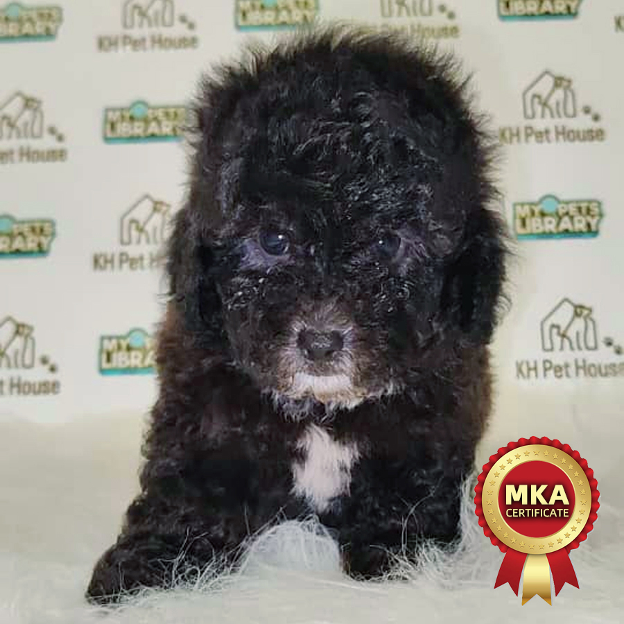 Toy Poodle Puppy (Male) For Sale
