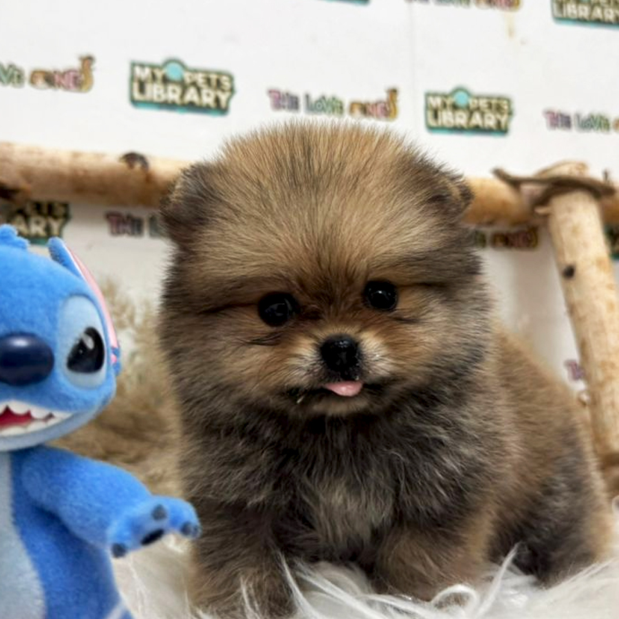 Tiny Teacup Pomeranian Puppy (Female) For Sale