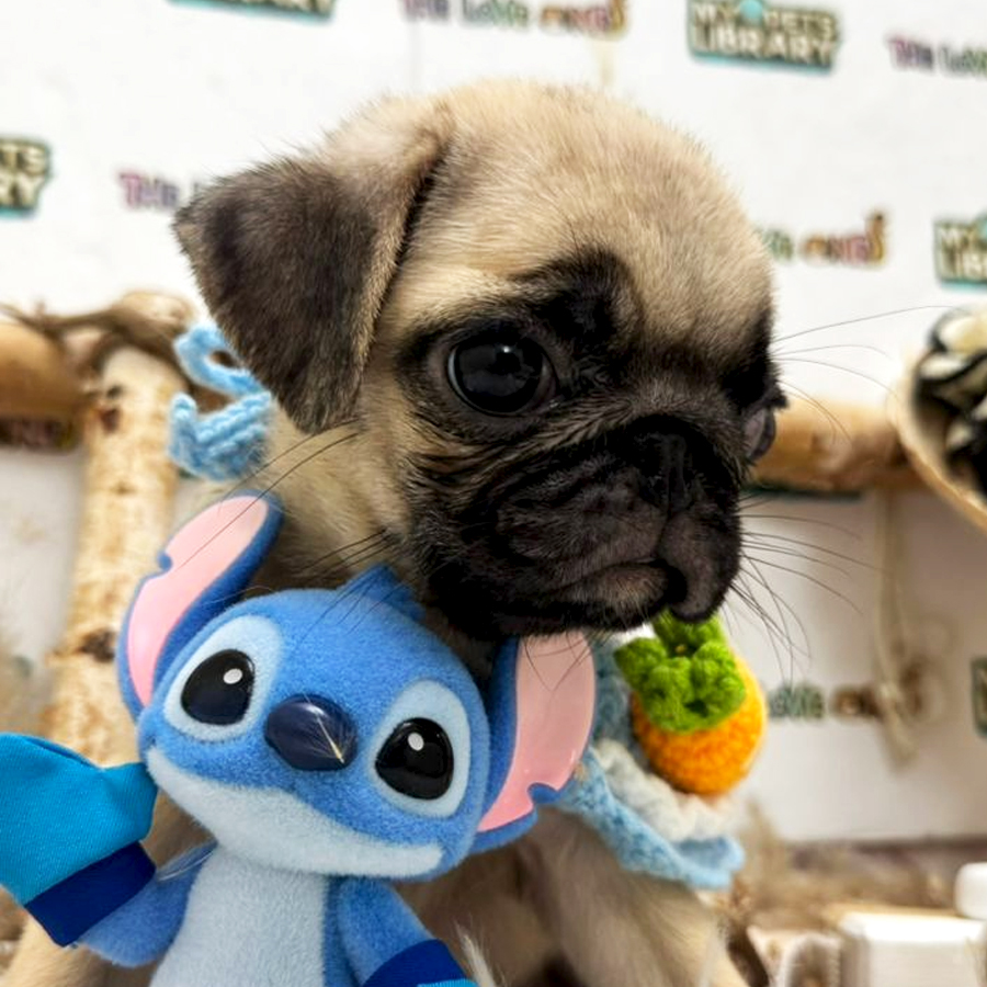 Pug Puppy (Female) For Sale