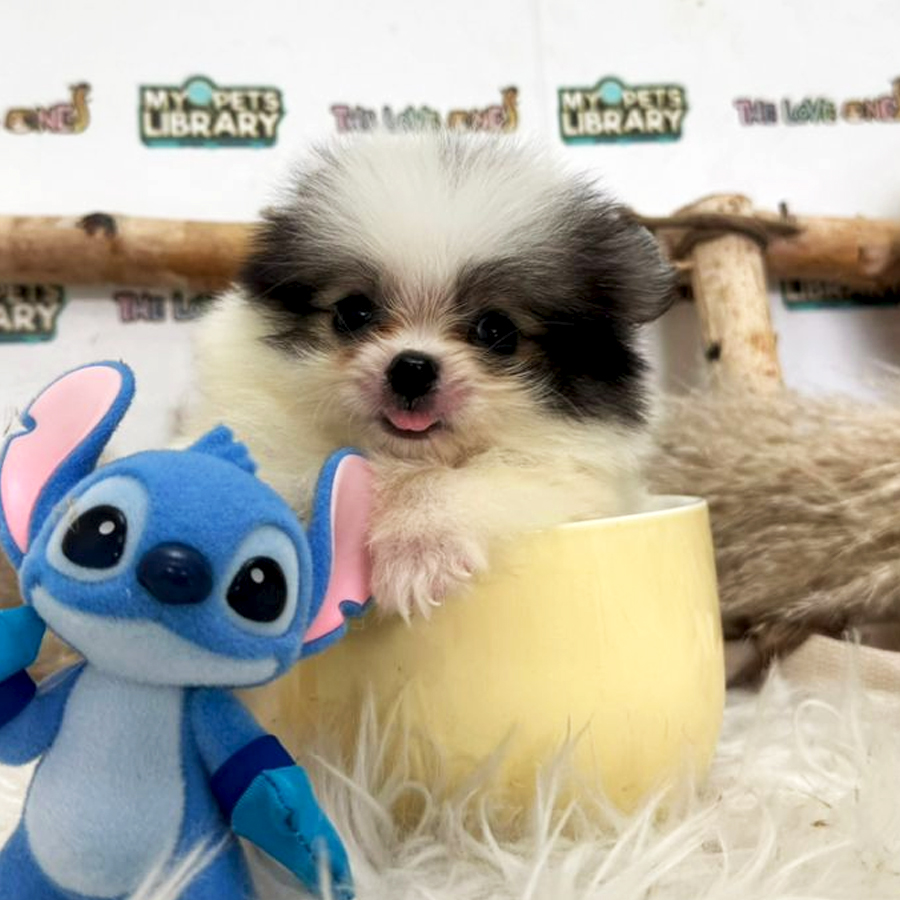 Tiny Teacup Pomeranian Puppy (Female) For Sale