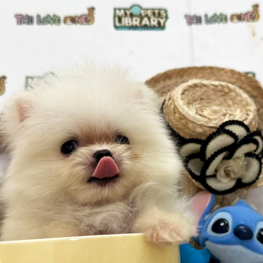 Tiny Teacup Pomeranian Puppy (Male) For Sale