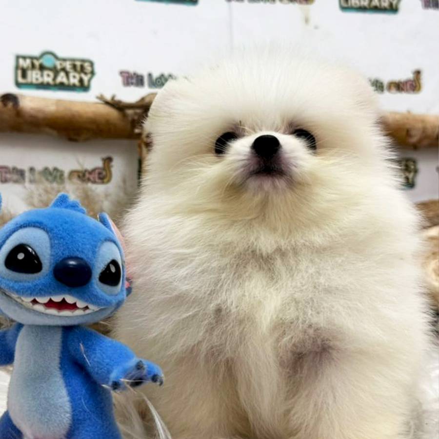 Tiny Teacup Pomeranian Puppy (Male) For Sale