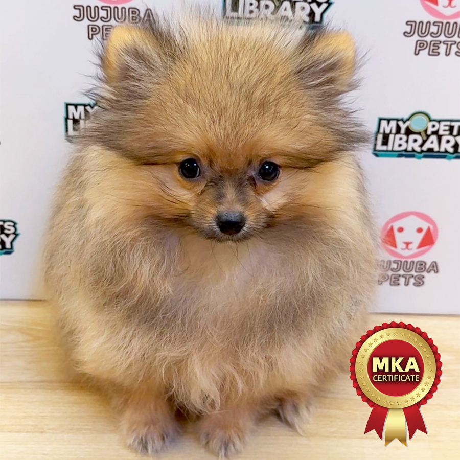 MKA Pomeranian Puppy (Male) For Sale