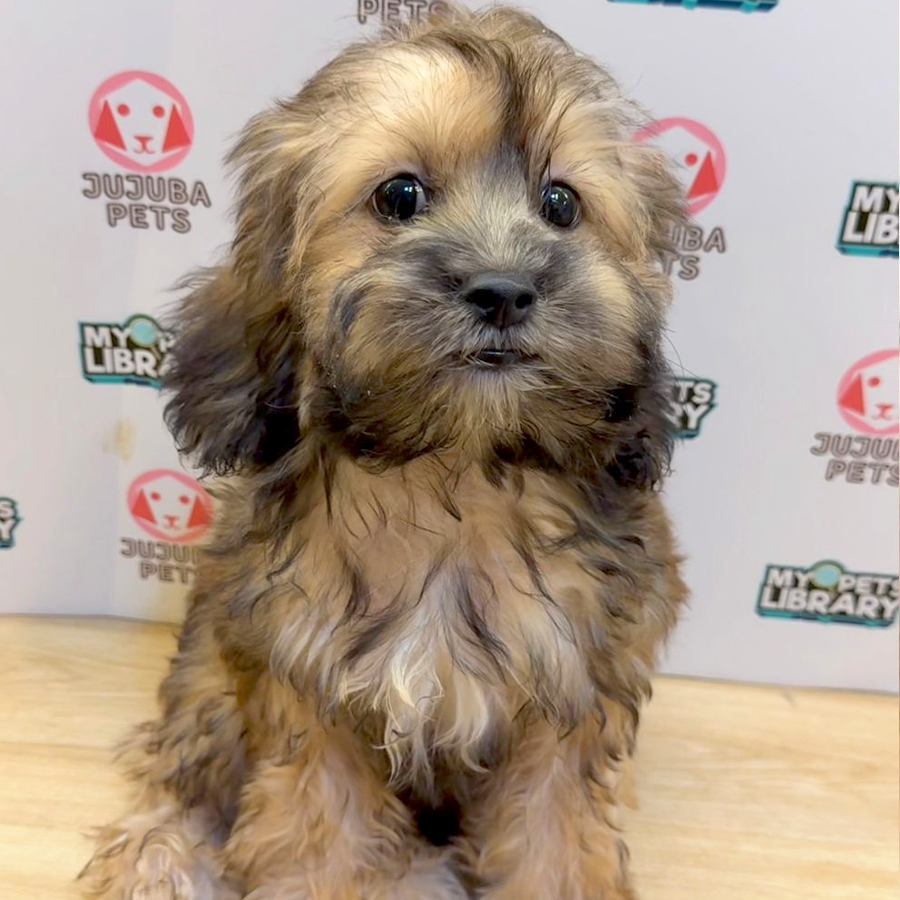Shihpoo Puppy (Male) For Sale
