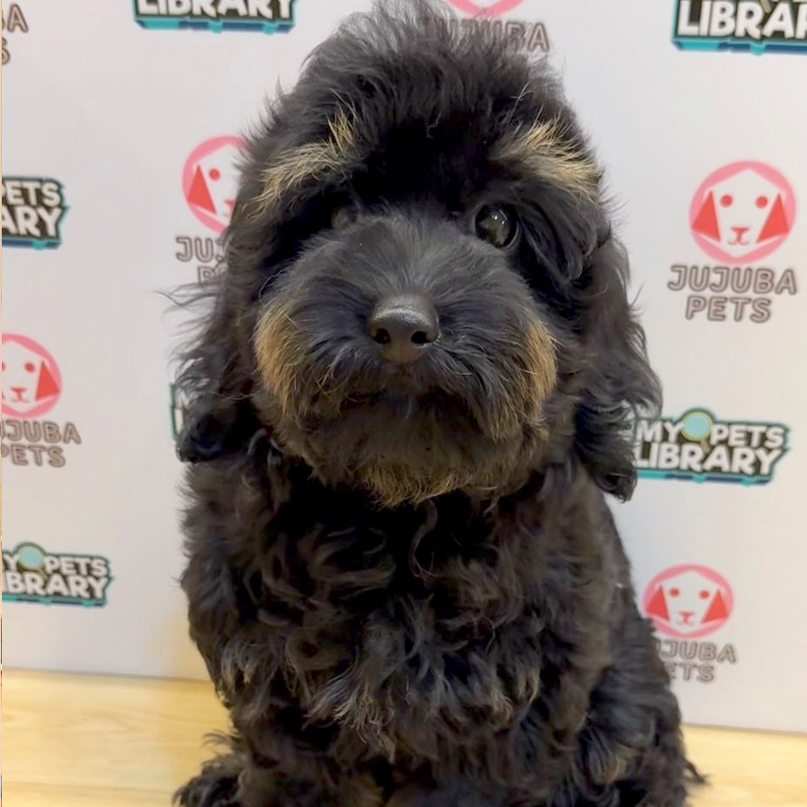 Toy Poodle Puppy (Male) For Sale