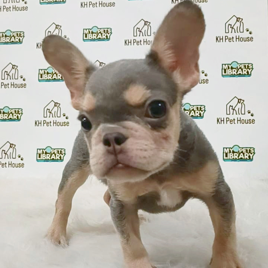 French Bulldog Puppy (Male) For Sale