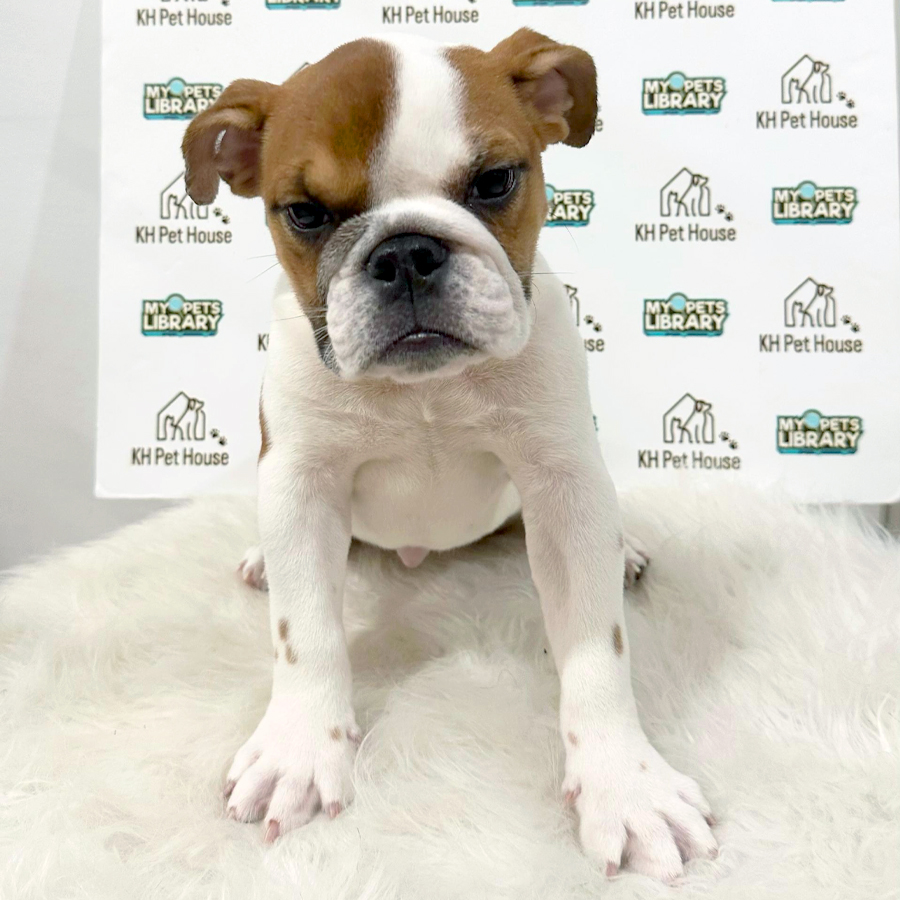 English Bulldog Puppy (Female) For Sale