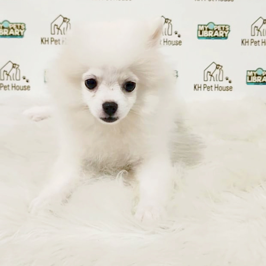 Pomeranian Puppy (Female) For Sale