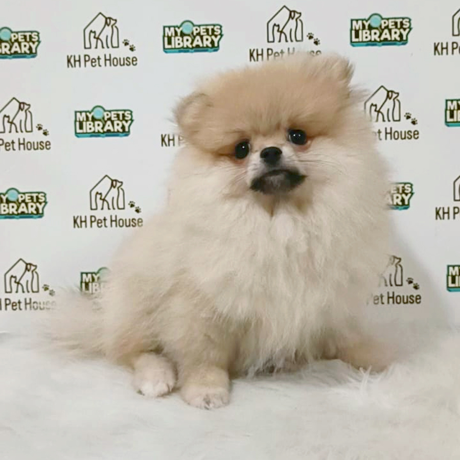 Pomeranian Puppy (Female) For Sale