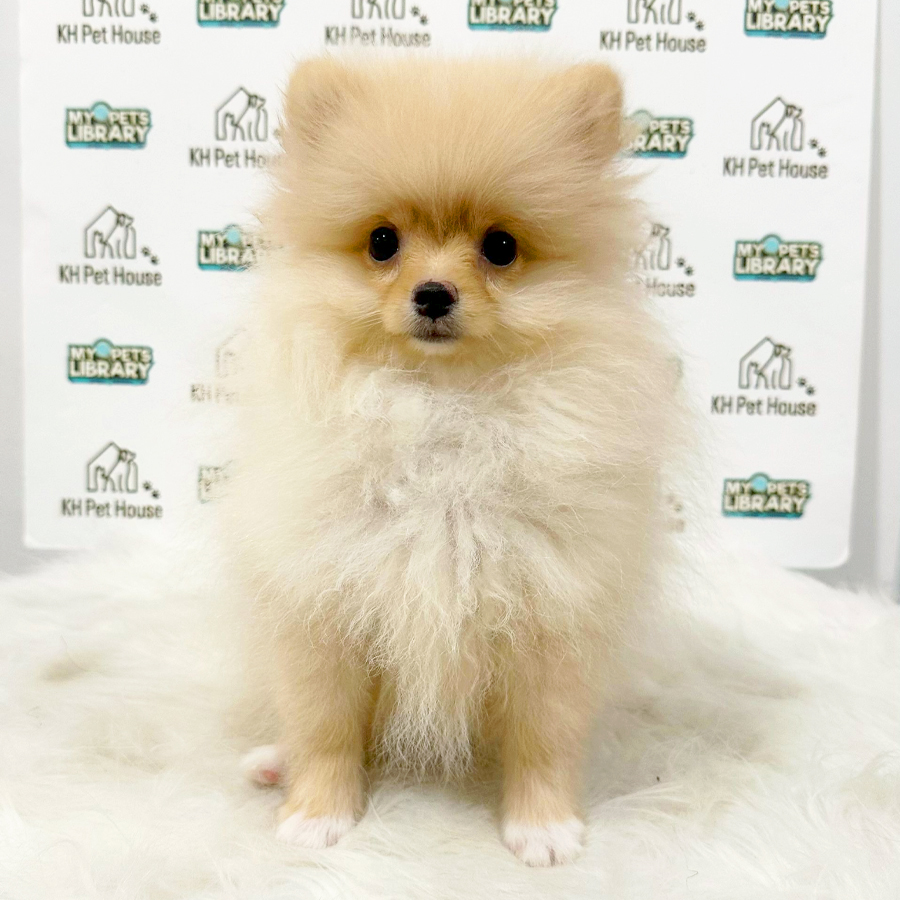 Pomeranian Puppy (Male) For Sale