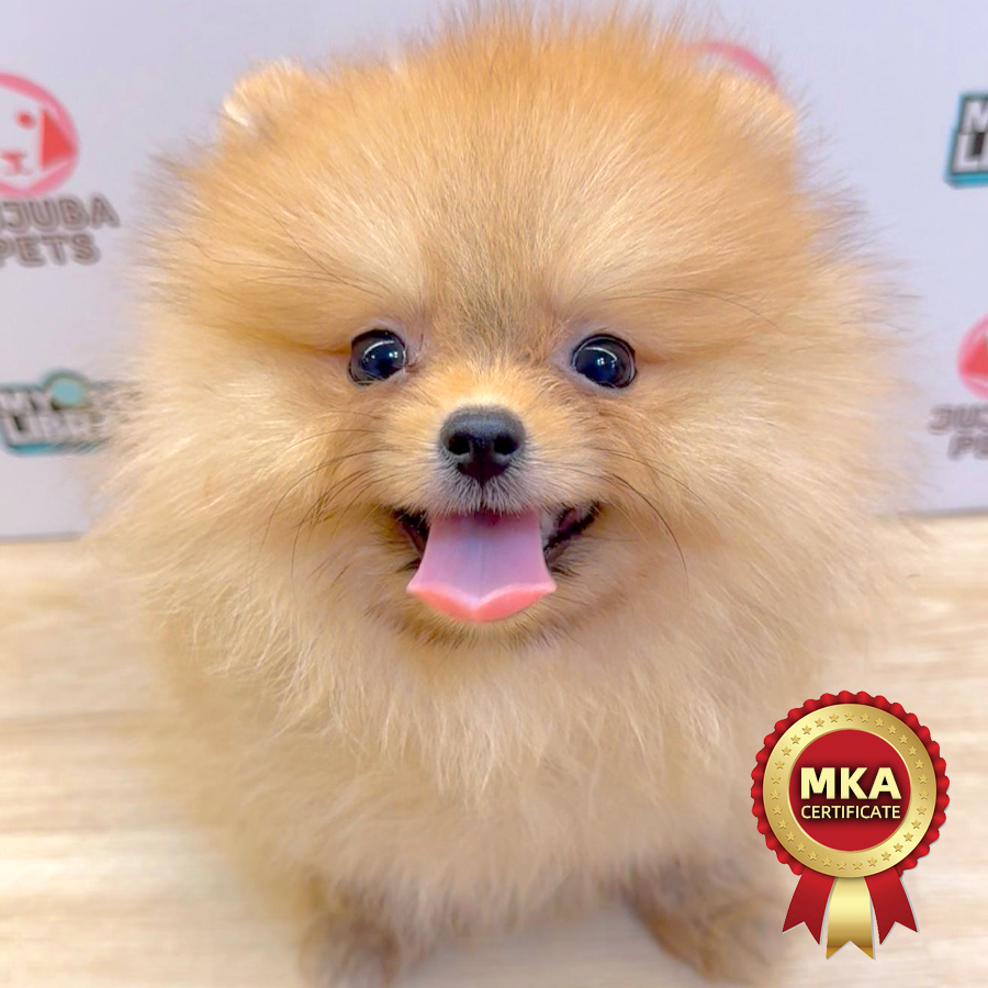 MKA Pomeranian Puppy (Female) For Sale