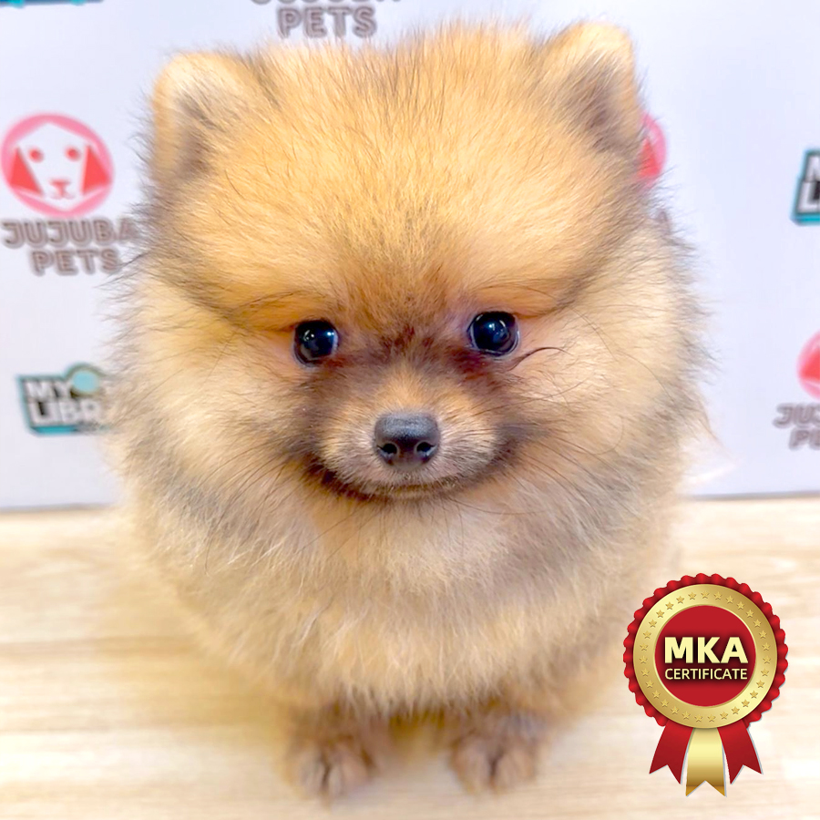 MKA Pomeranian Puppy (Male) For Sale