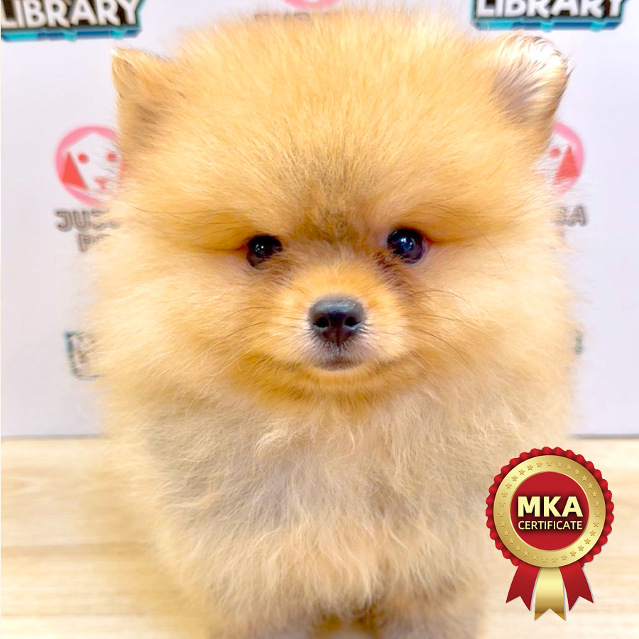 MKA Pomeranian Puppy (Male) For Sale