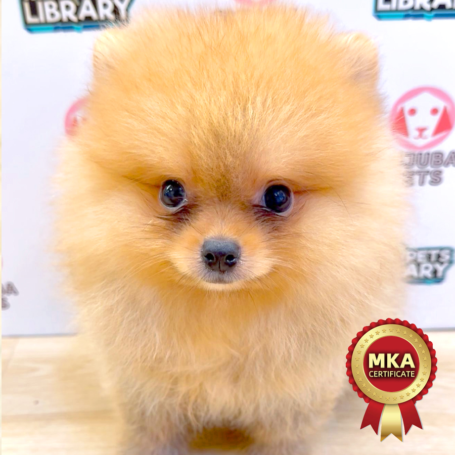 MKA Pomeranian Puppy (Male) For Sale