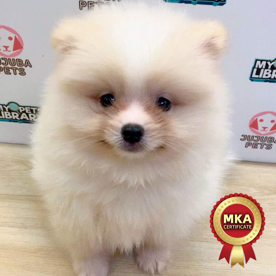 MKA Pomeranian Puppy (Male) For Sale