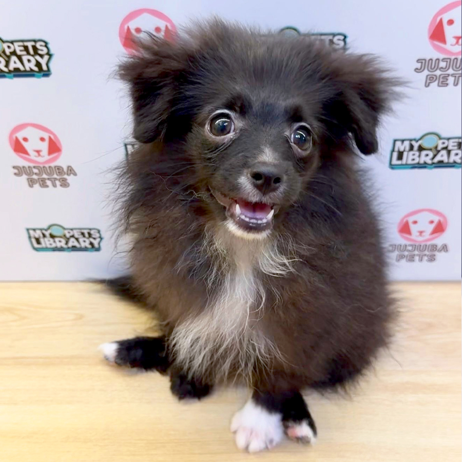 Pomeranian Puppy (Male) For Sale