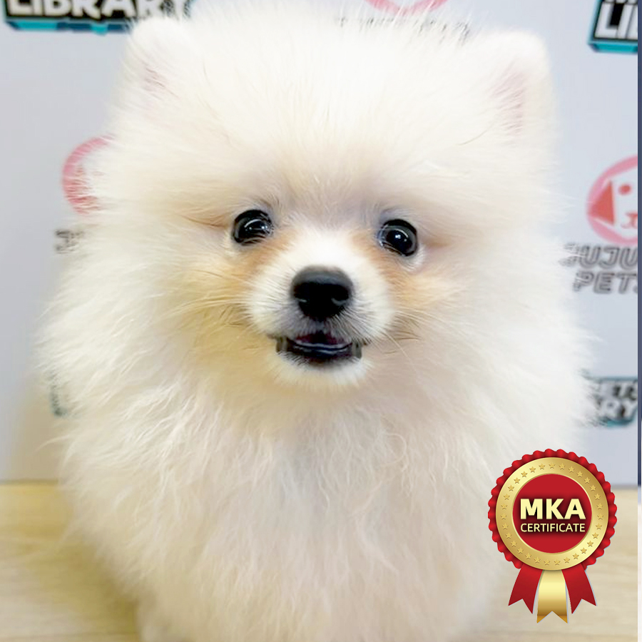 MKA Pomeranian Puppy (Male) For Sale