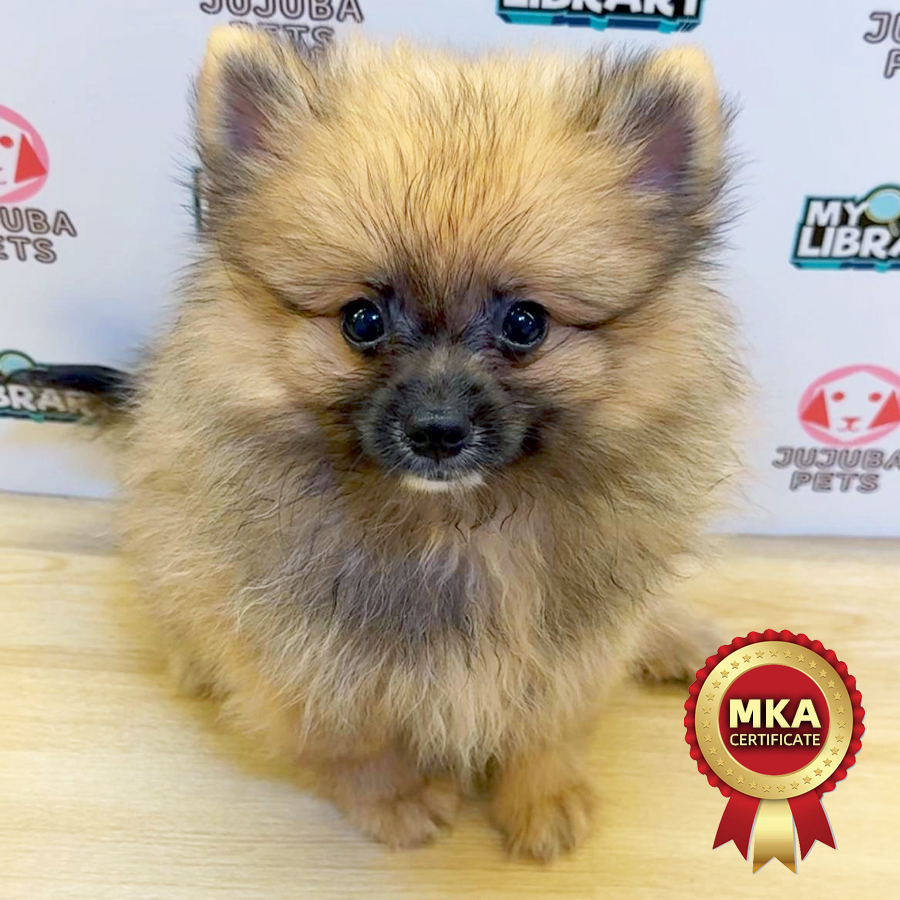 MKA Pomeranian Puppy (Female) For Sale