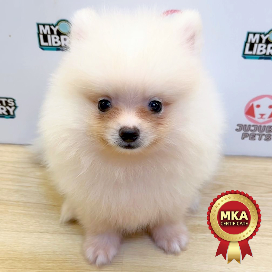 MKA Pomeranian Puppy (Male) For Sale