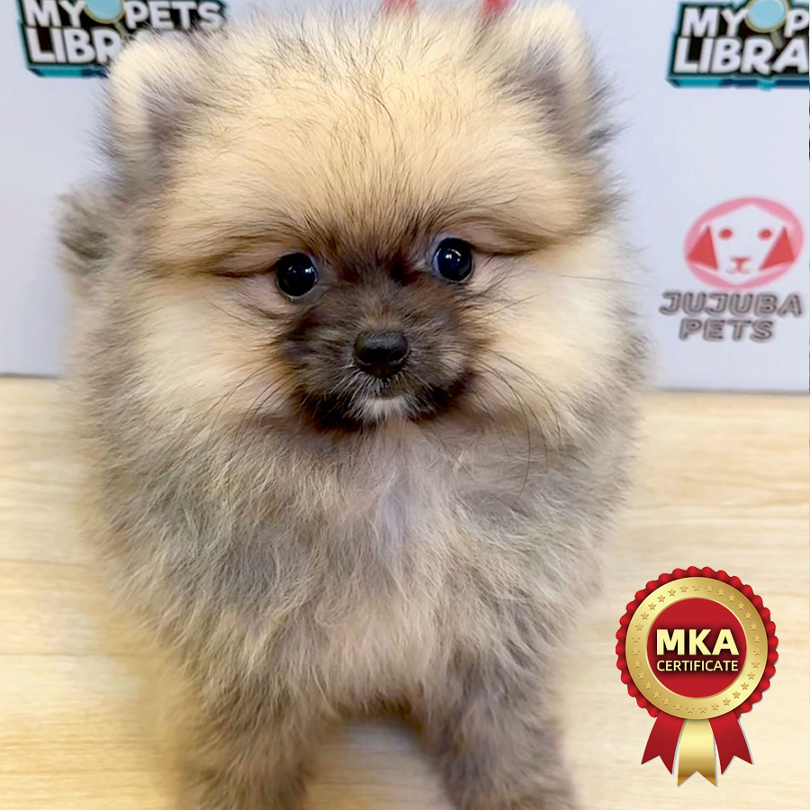 MKA Pomeranian Puppy (Female) For Sale
