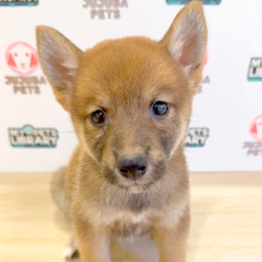 Shiba Inu Puppy (Female) For Sale