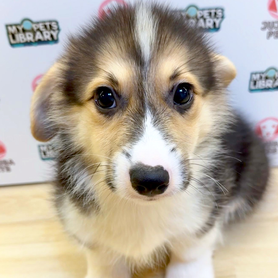 Welsh Corgi Puppy (Male) For Sale