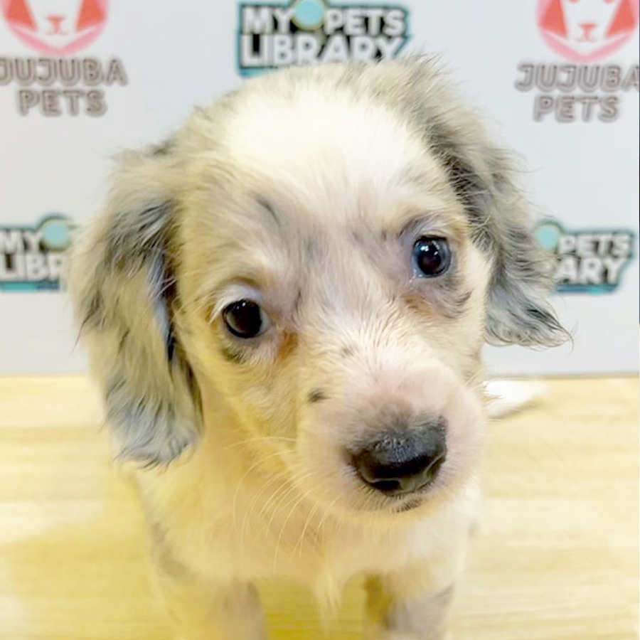 Long Coat Miniature Dachshund Puppy (Female) For Sale