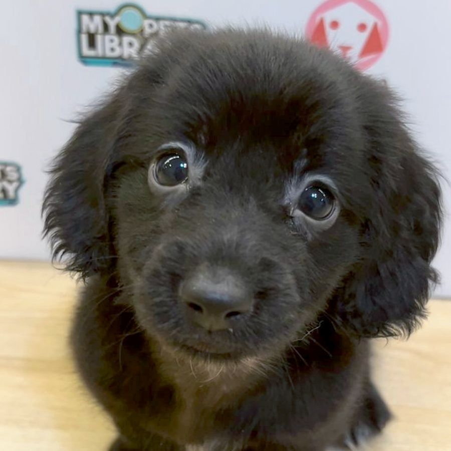 Long Coat Miniature Dachshund Puppy (Female) For Sale