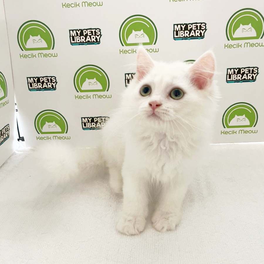British Longhair Kitten (Male) For Sale