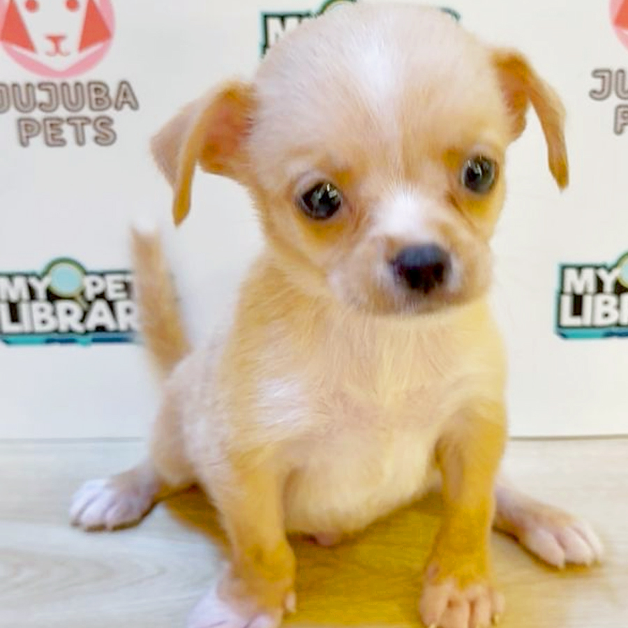 Chihuahua Puppy (Male) For Sale