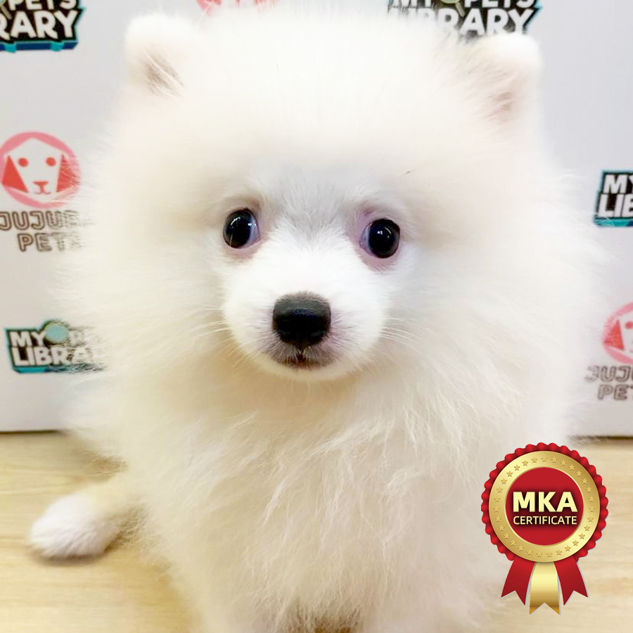 MKA Pomeranian Puppy (Male) For Sale