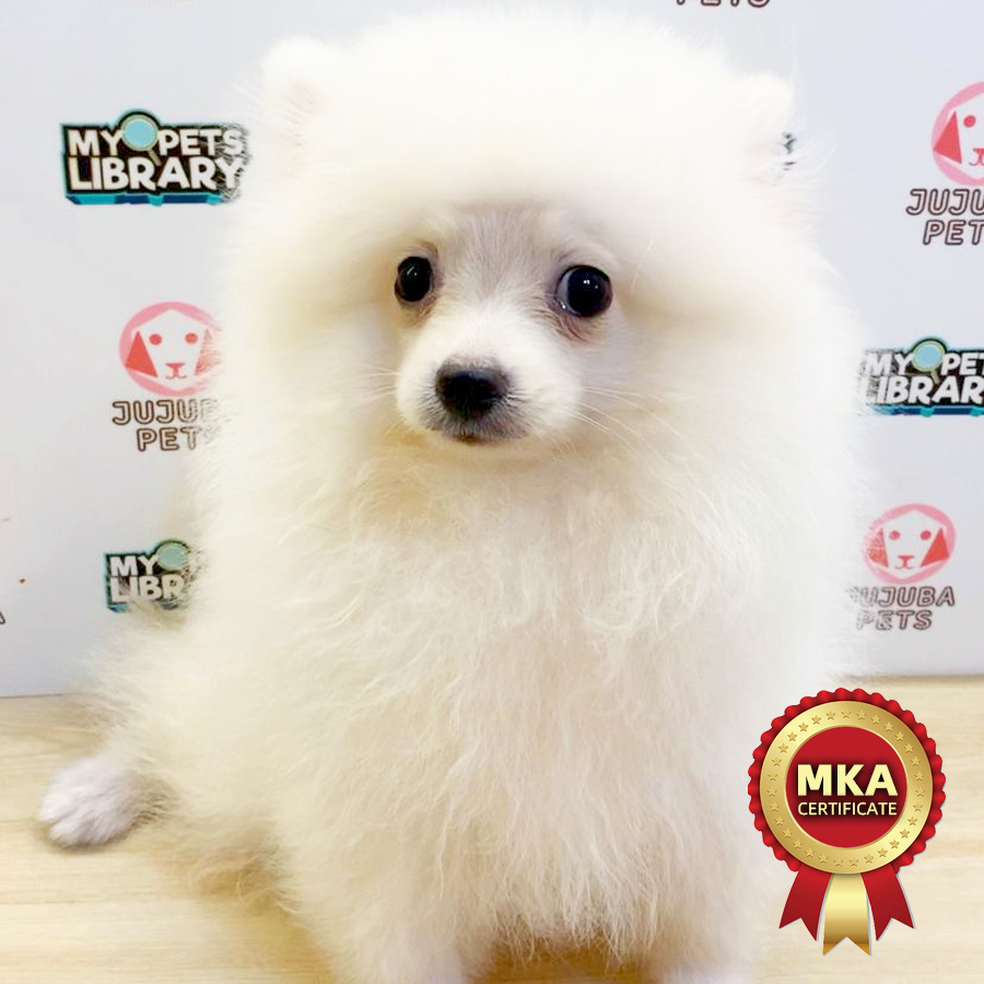 MKA Pomeranian Puppy (Male) For Sale