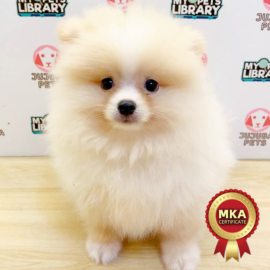 MKA Pomeranian Puppy (Male) For Sale