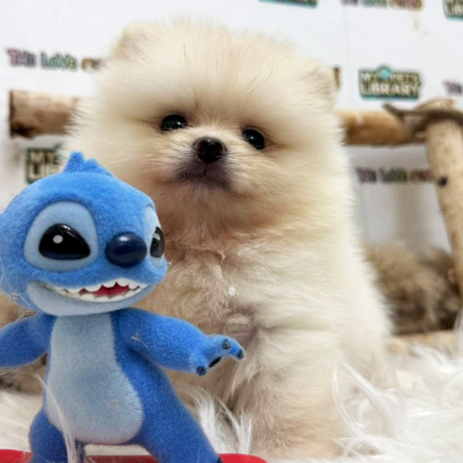 Tiny Pomeranian Puppy (Male) For Sale