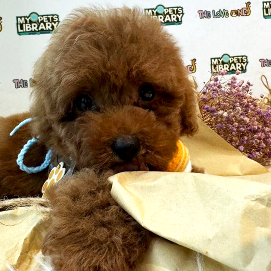 Tiny Toy Poodle Puppy (Male) For Sale