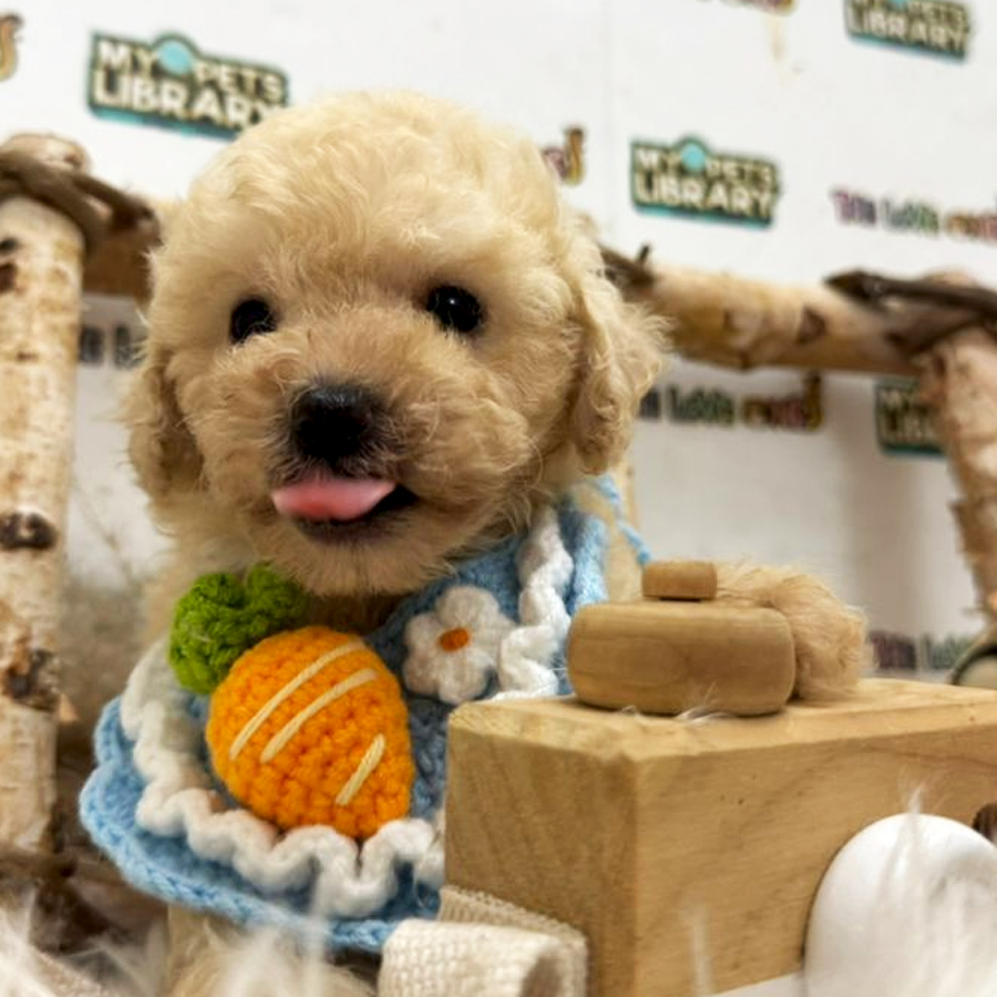 Tiny Toy Poodle Puppy (Male) For Sale