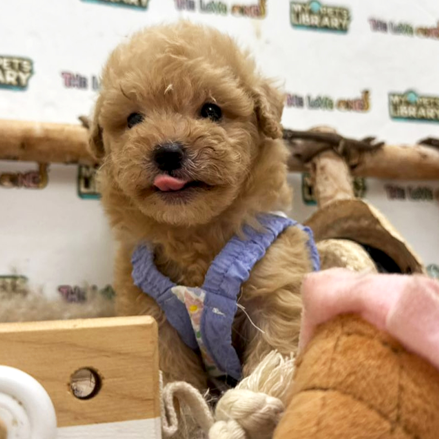 Tiny Toy Poodle Puppy (Female) For Sale