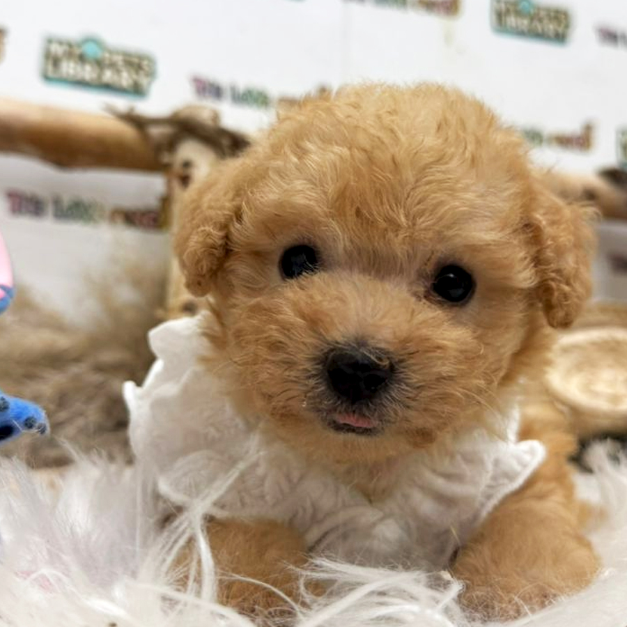 Tiny Toy Poodle Puppy (Female) For Sale
