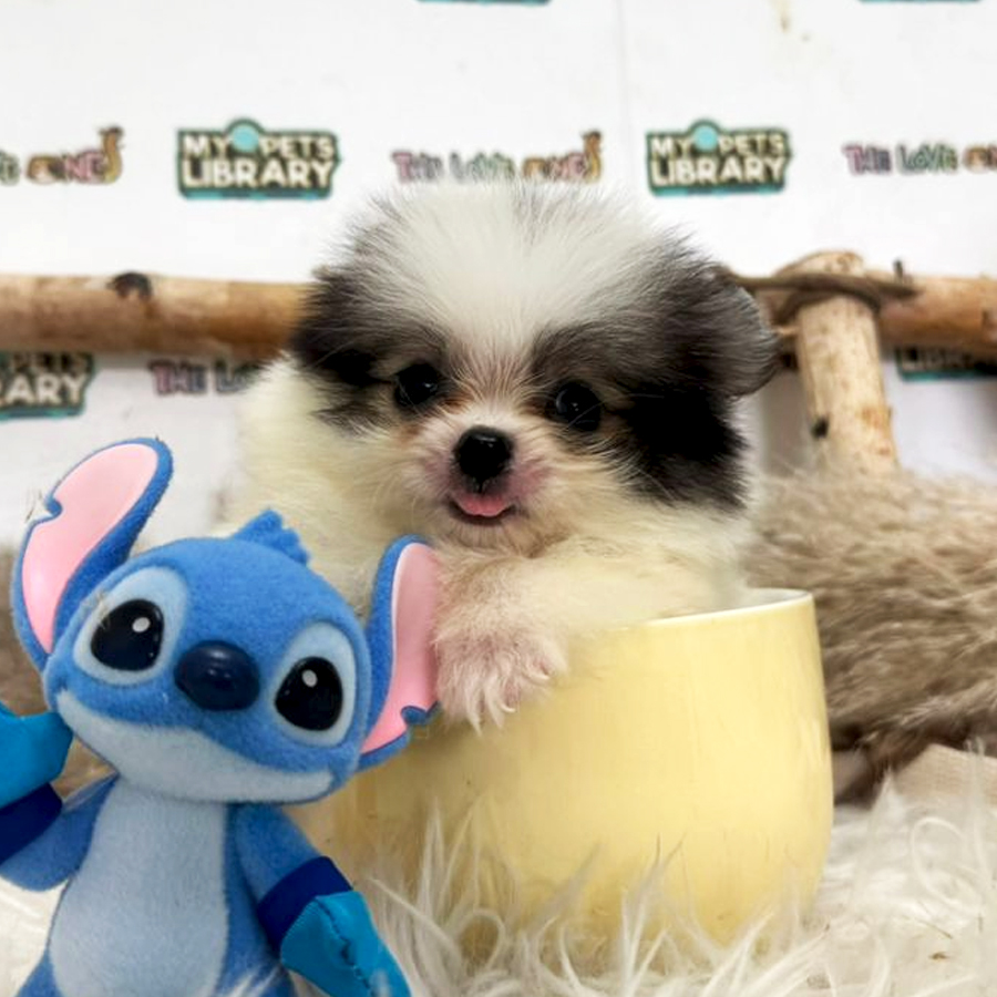 Tiny Teacup Pomeranian Puppy (Female) For Sale
