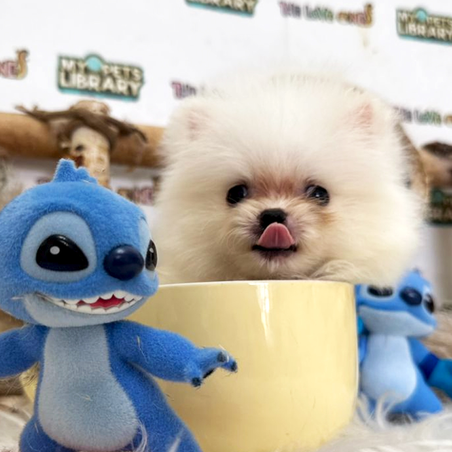 Tiny Teacup Pomeranian Puppy (Male) For Sale