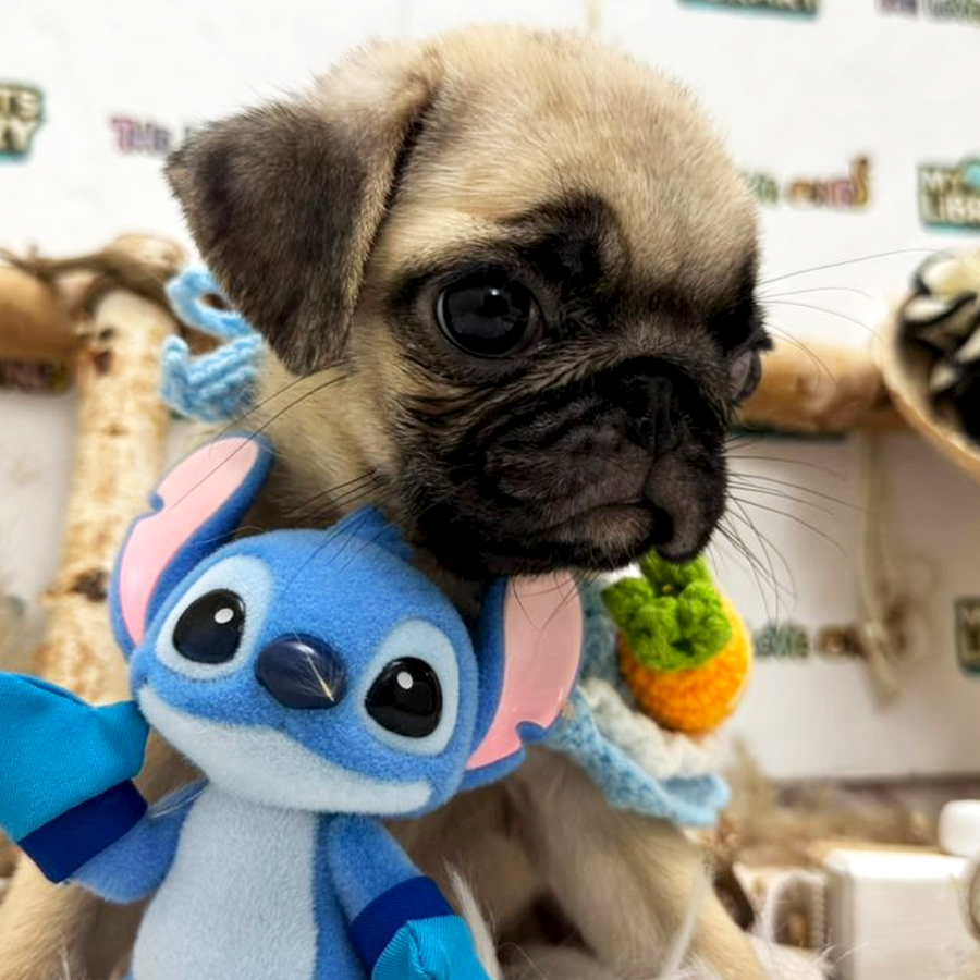 Pug Puppy (Female) For Sale