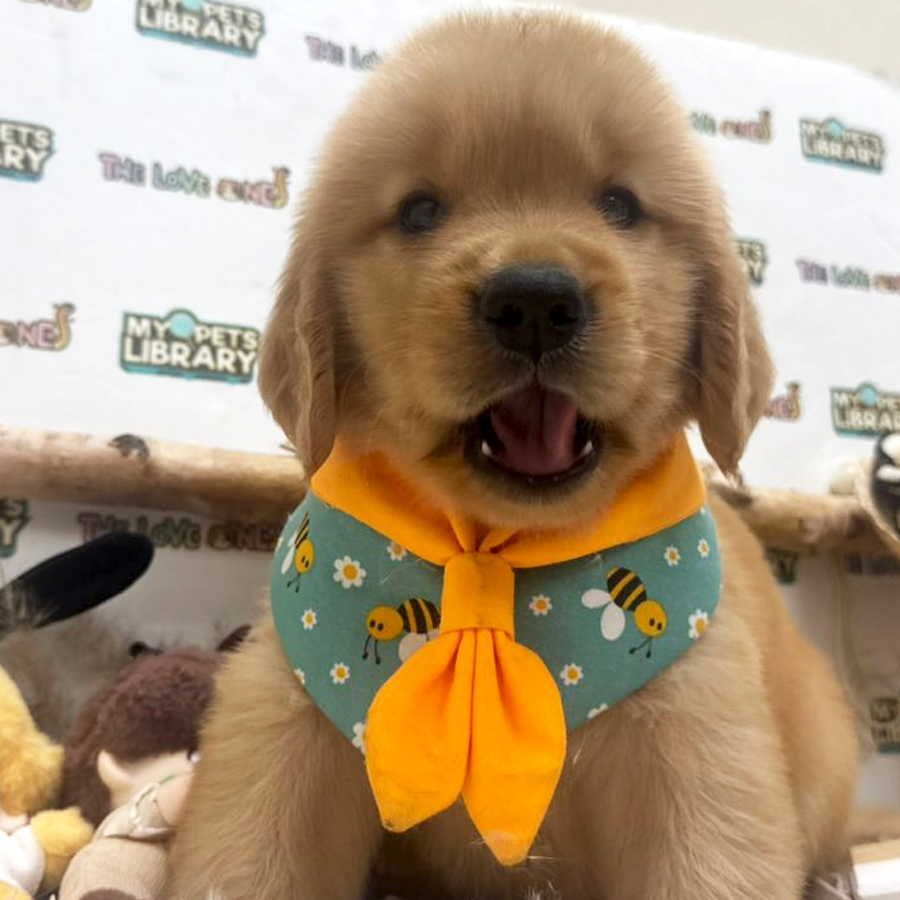 Golden Retriever Puppy (Male) For Sale
