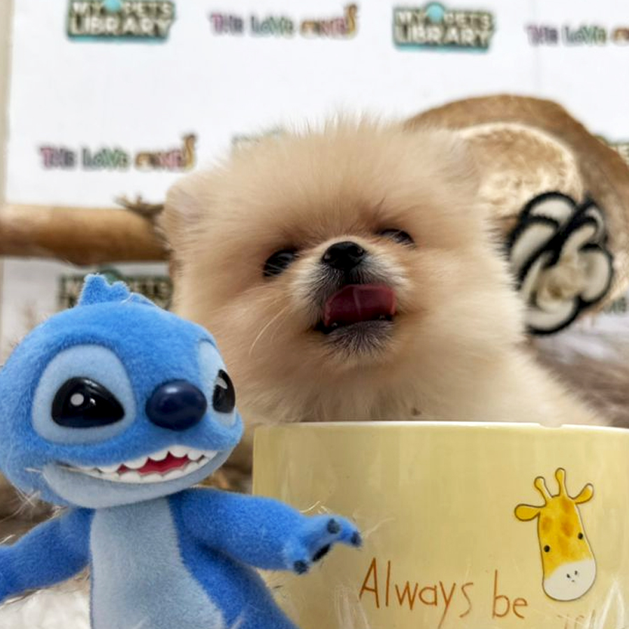 Tiny Teacup Pomeranian Puppy (Female) For Sale