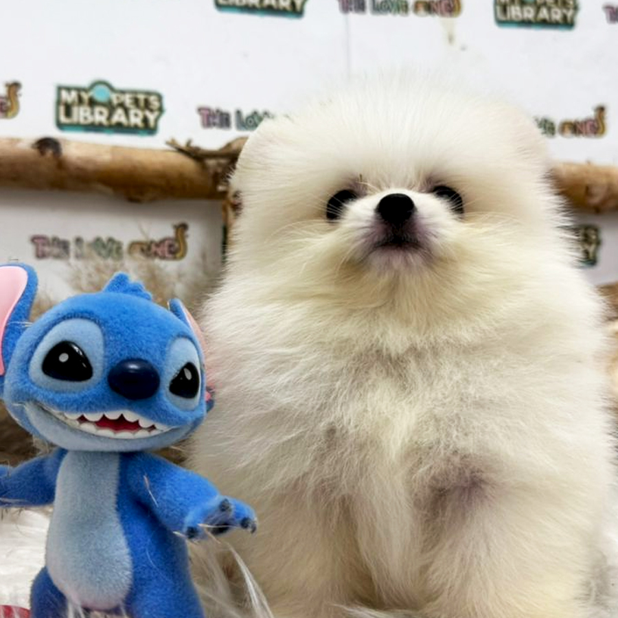 Tiny Teacup Pomeranian Puppy (Male) For Sale