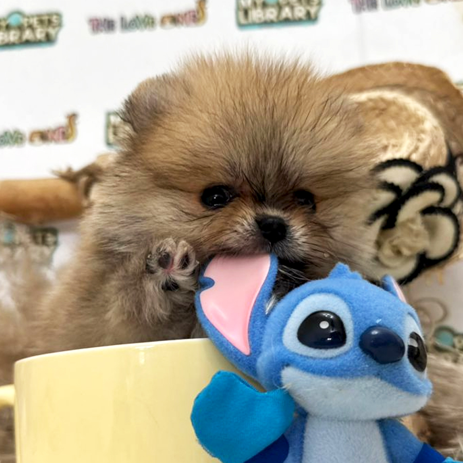 Tiny Teacup Pomeranian Puppy (Female) For Sale
